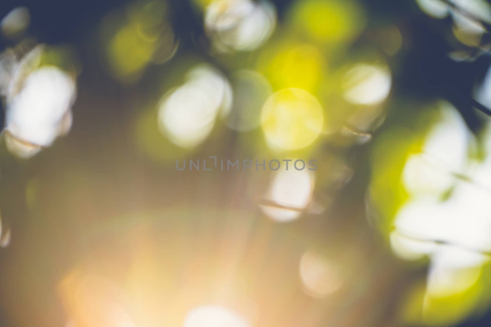 abstract natural blur background, defocused leaves, bokeh, nature background