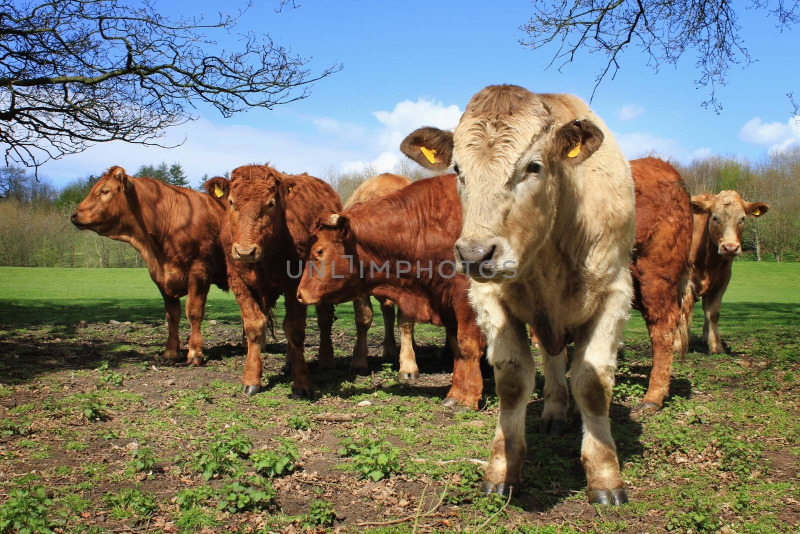 livestock animals by neil_langan
