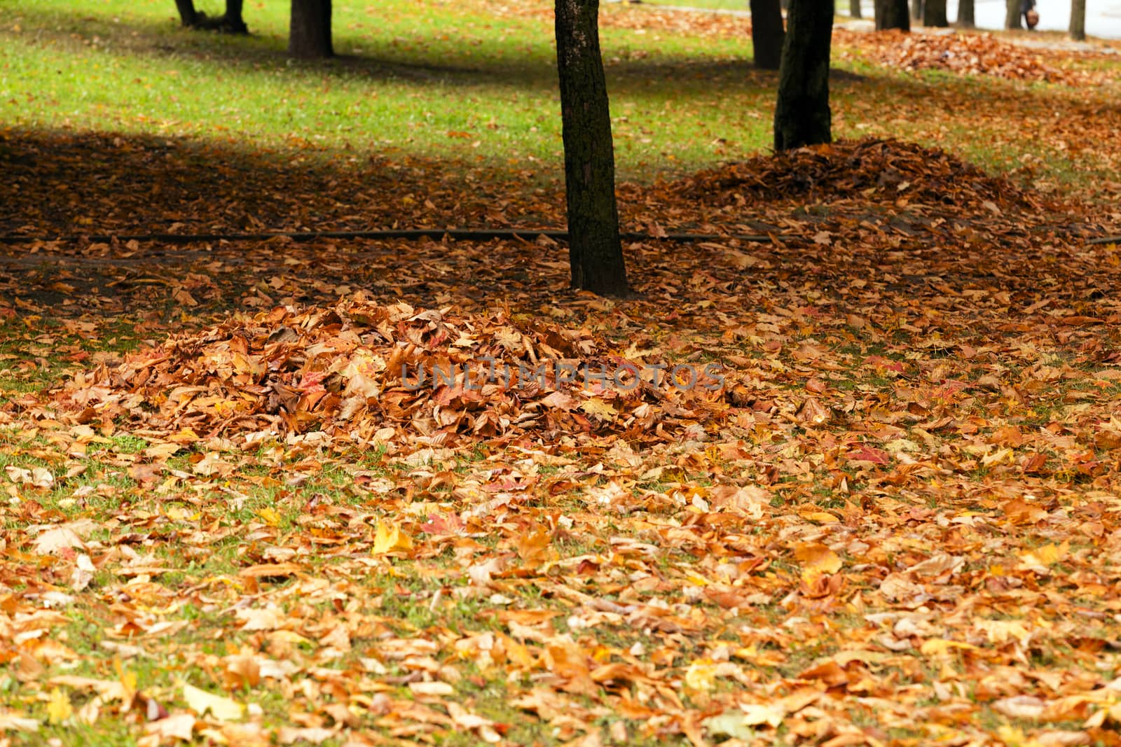   leaves on the trees fell on the ground, huddled together. Autumn. City Park.