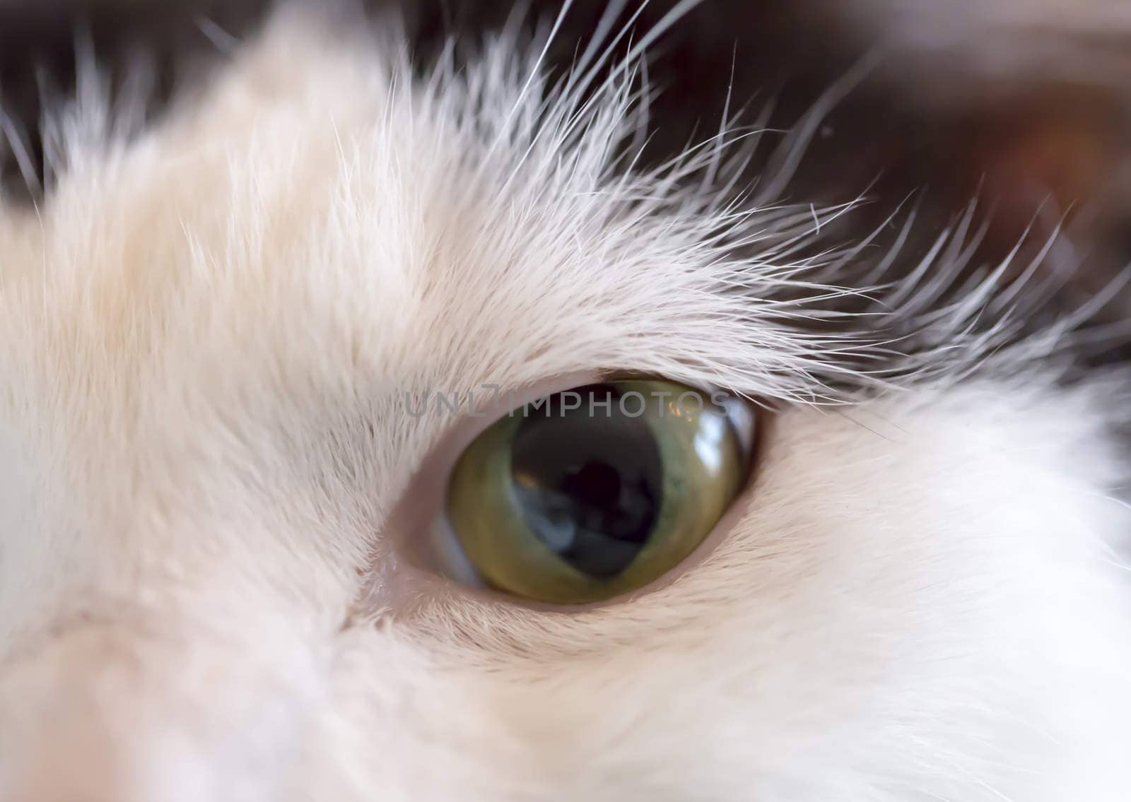 Cat's Eye Close Up