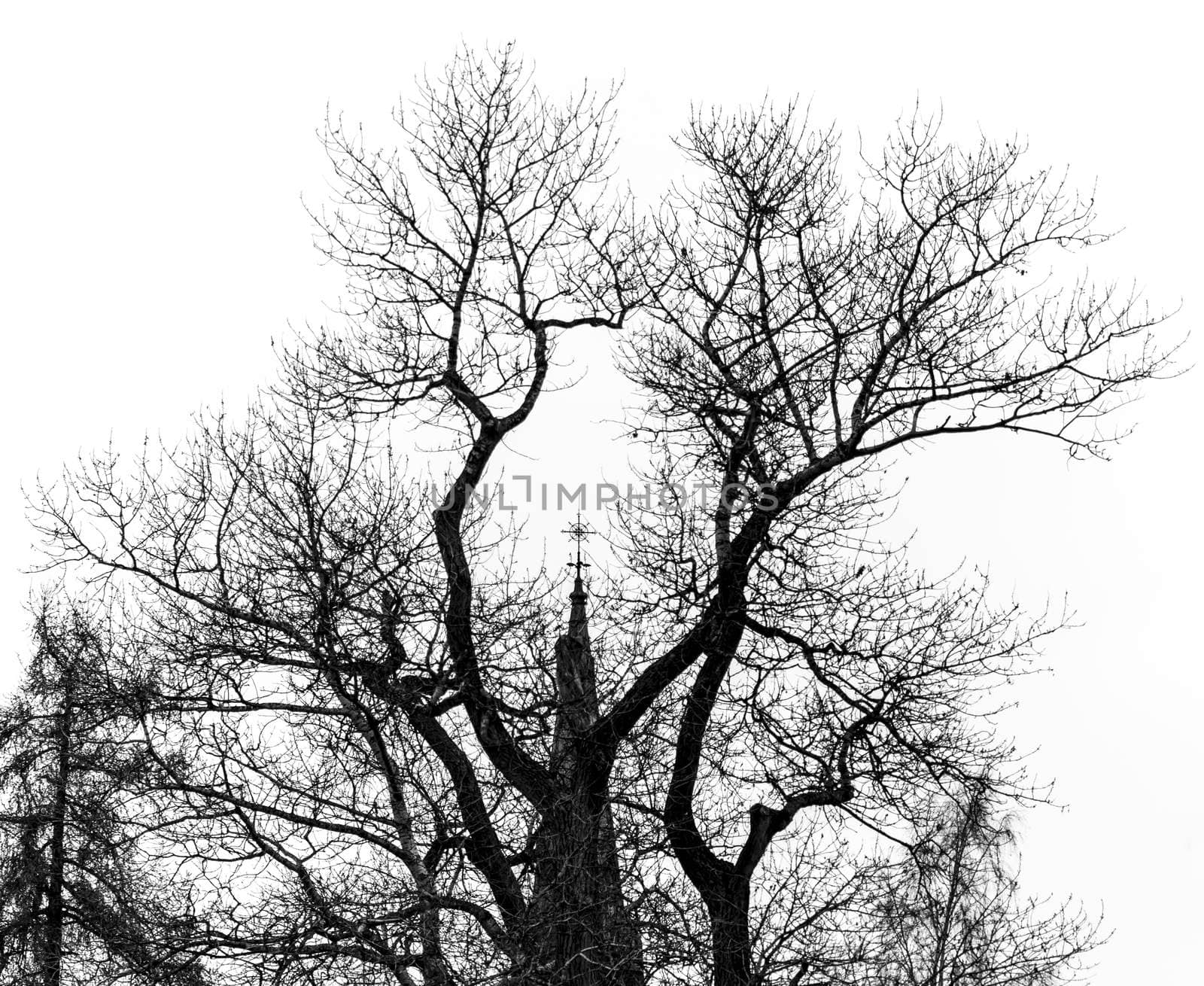 Church Steeple Behind Tree  in black and white.