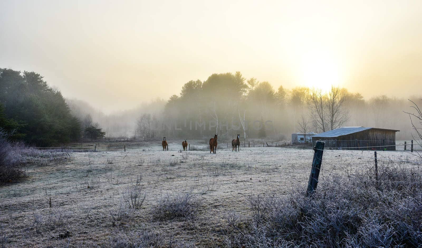 A frosty November morning finds horses in a corral , grazing, relaxing and welcoming the early sunrise.