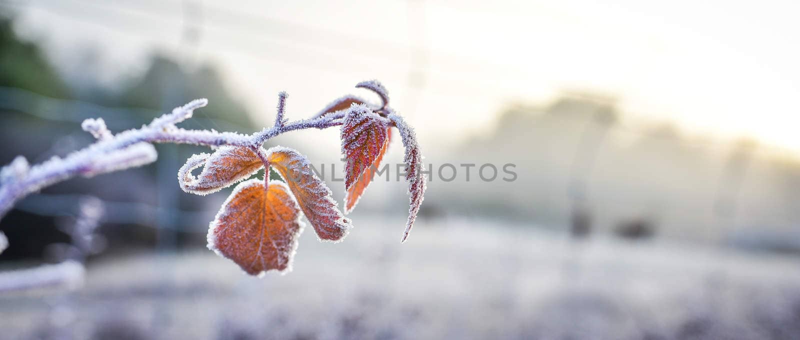 A bright frosty November morning finds the leaves of plants not yet fallen, coated in ice.