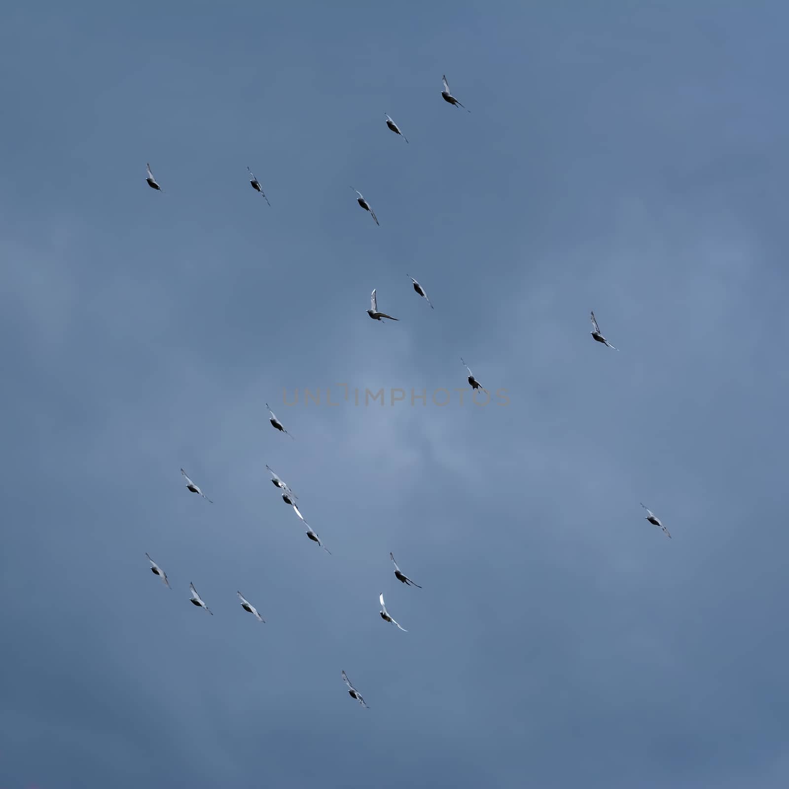 Flock of Homing Pigeons in the Sky