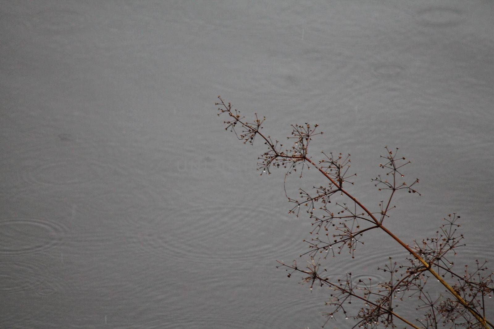 Close up, Straw and water