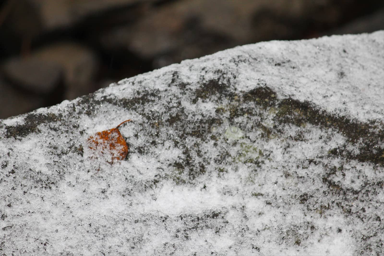 Red leaf in the first snow