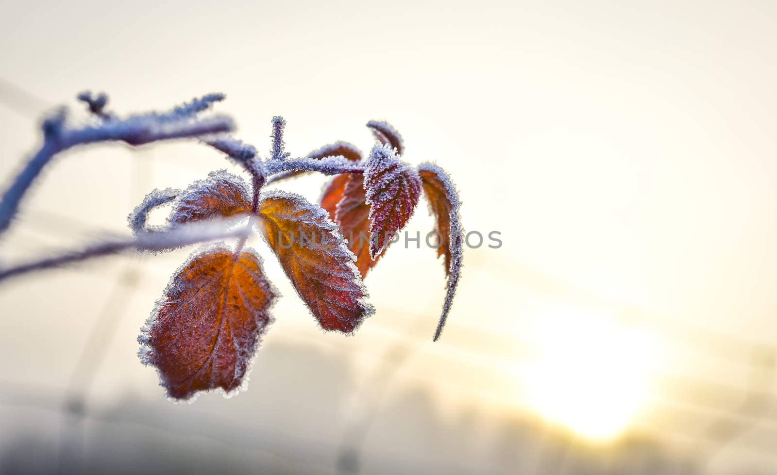 A bright frosty November morning finds the leaves of plants not yet fallen, coated in ice.