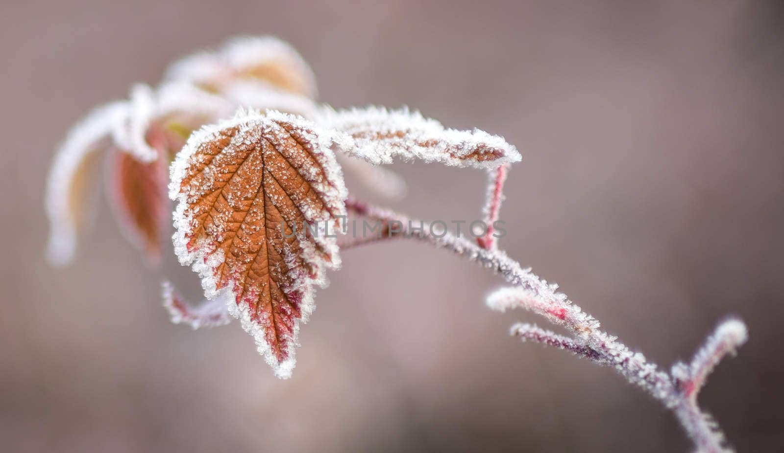 A bright frosty November morning finds the leaves of plants not yet fallen, coated in ice.