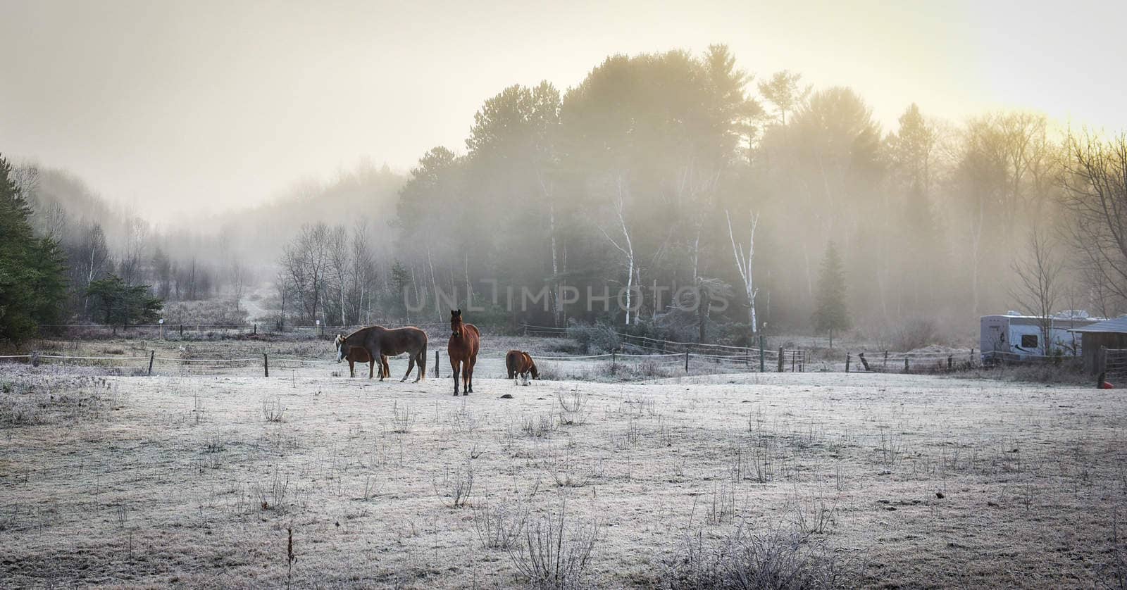 A frosty November morning finds horses in a corral , grazing, relaxing and welcoming the early sunrise.