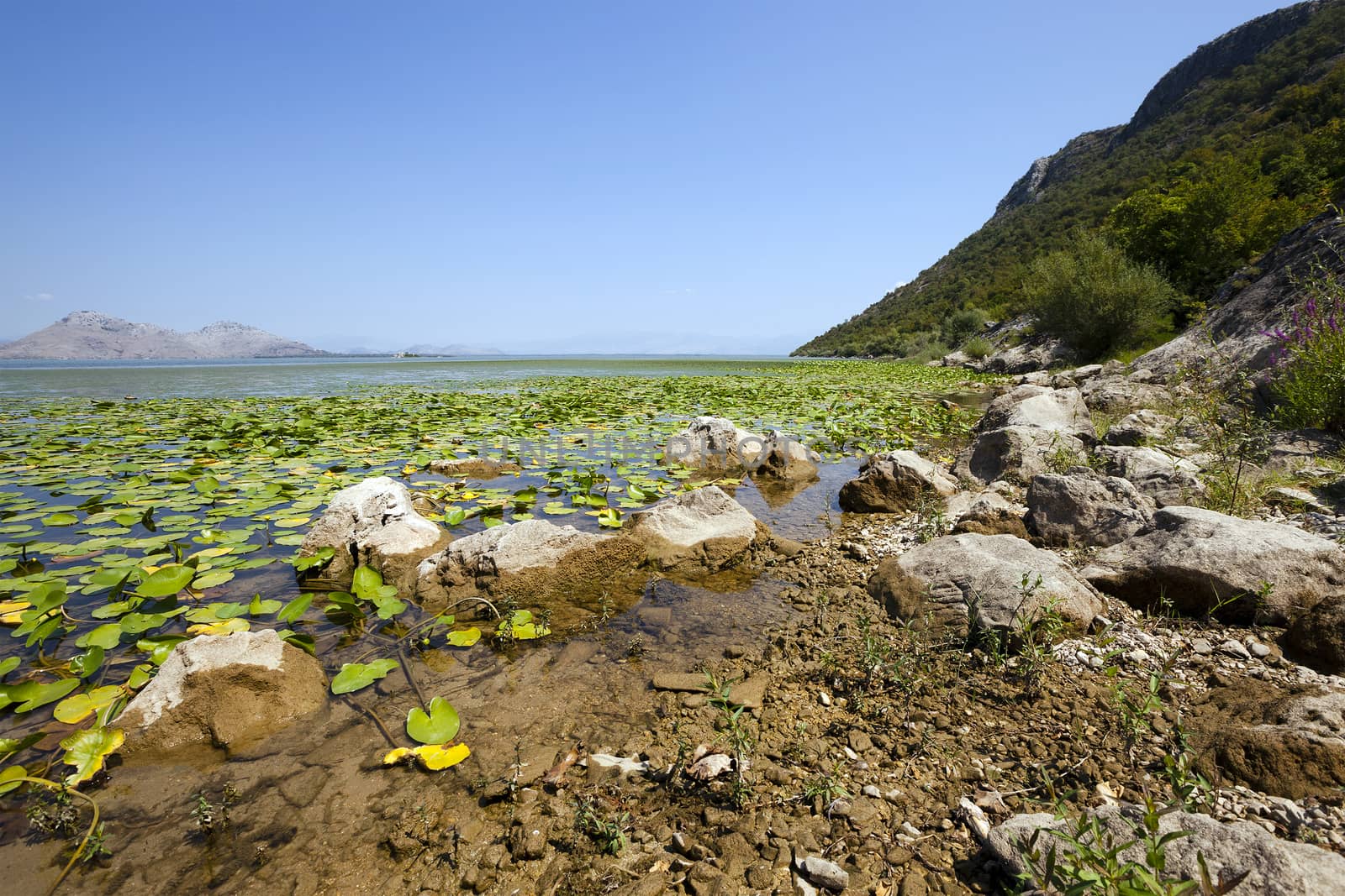   Lake Skadar located in Montenegro in summertime of year