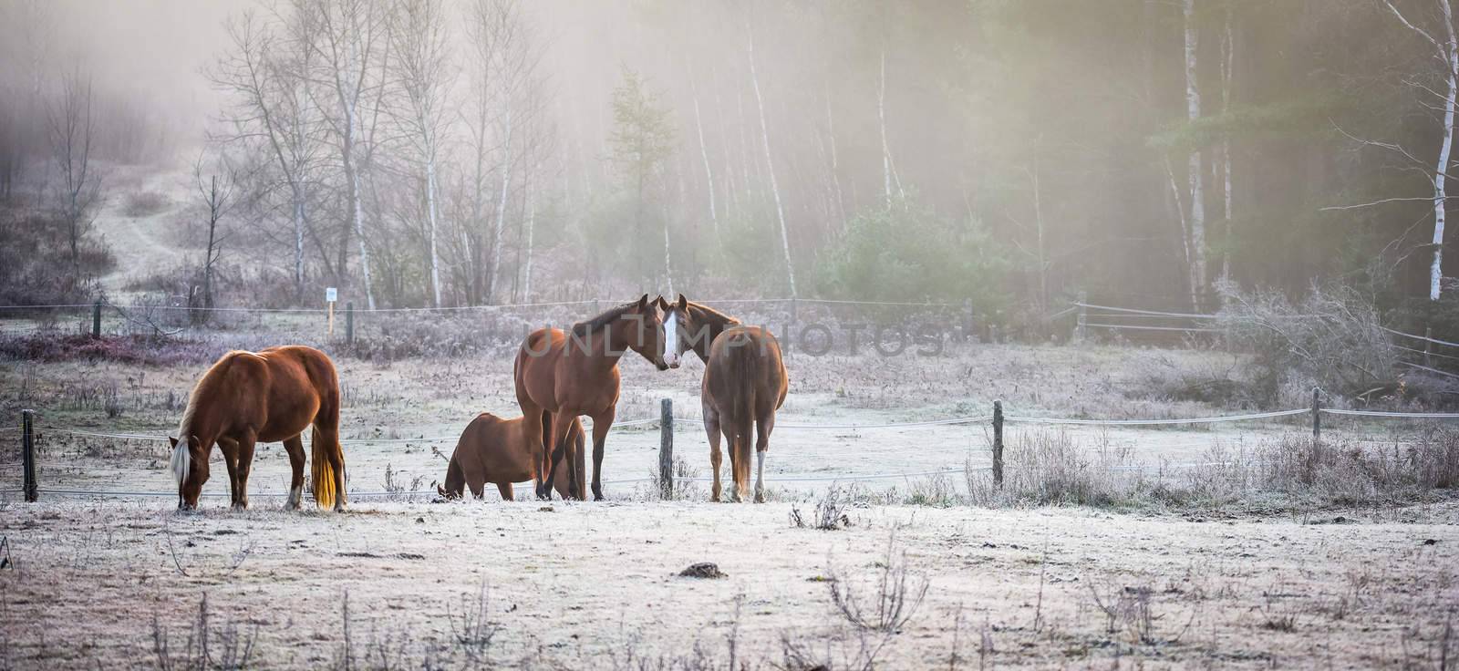 A frosty November morning finds horses in a corral , grazing, relaxing and welcoming the early sunrise.