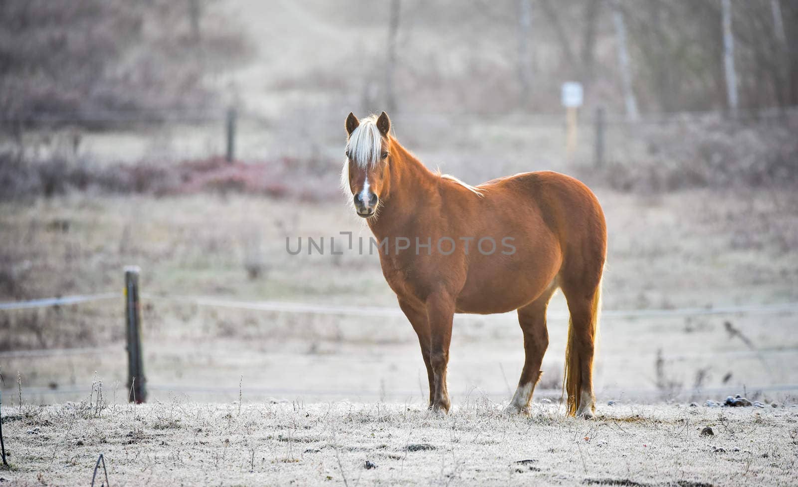 Lone horse looking at camera. by valleyboi63