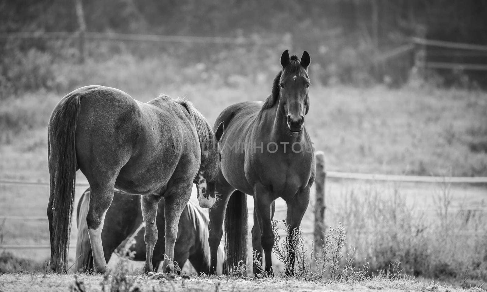 Black & white, frosty November morning finds horses in a corral , grazing, relaxing and welcoming the early sunrise.