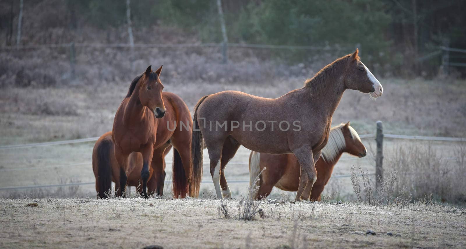 Four Horses - mares and stallions in their corral. by valleyboi63