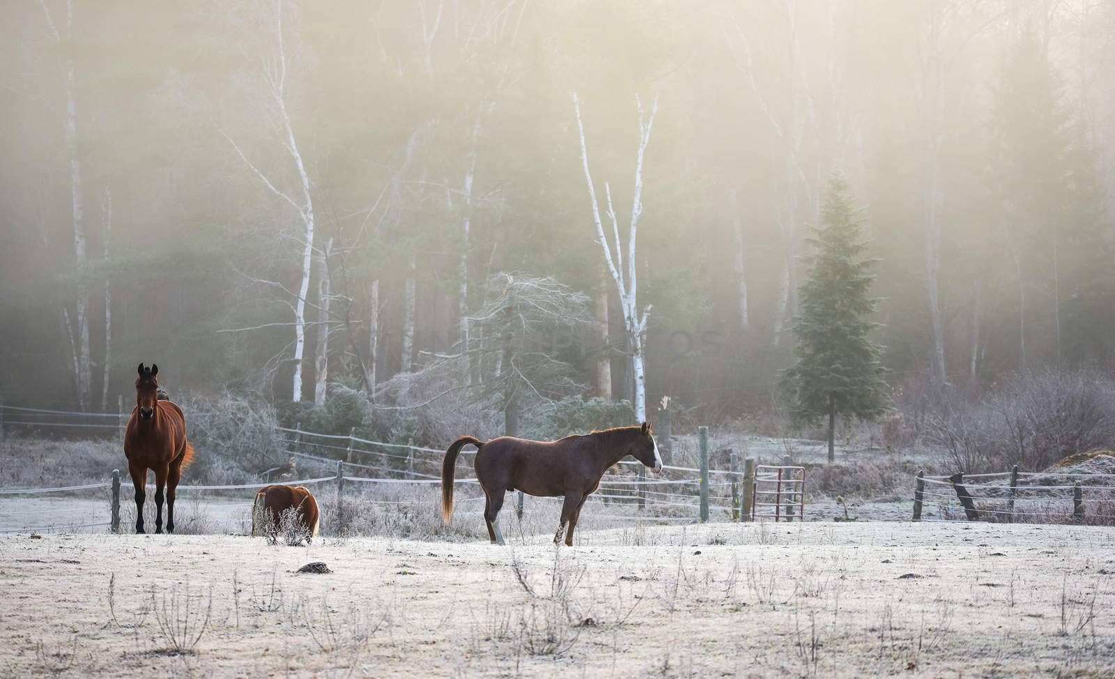 A frosty November morning finds horses in a corral , grazing, relaxing and welcoming the early sunrise.