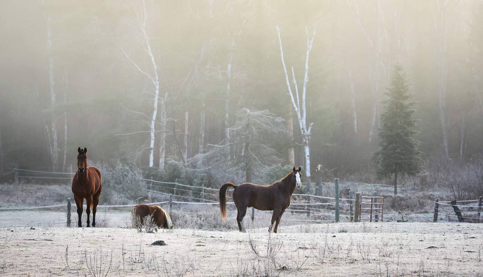 A frosty November morning finds horses in a corral , grazing, relaxing and welcoming the early sunrise.