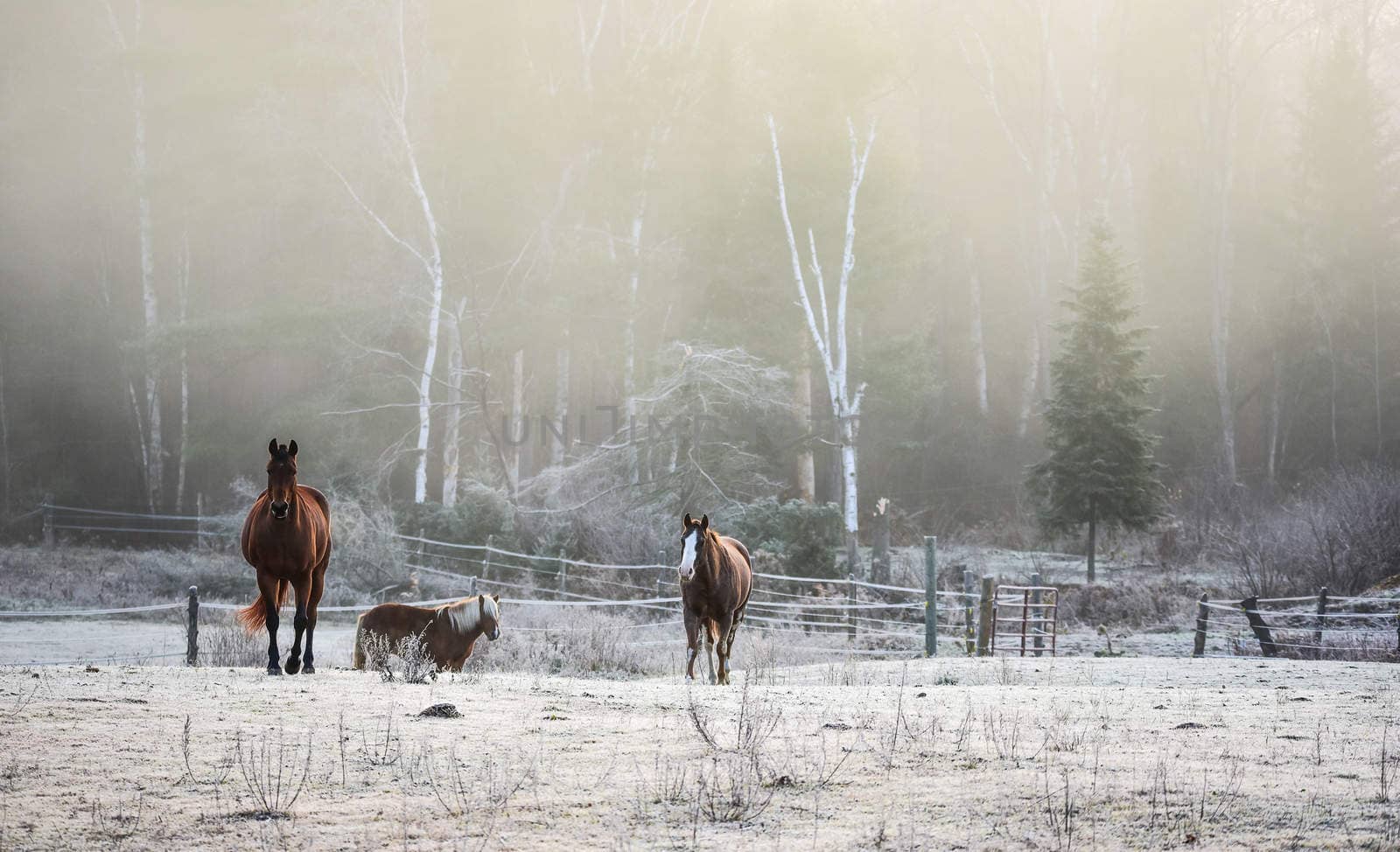 A frosty November morning finds horses in a corral , grazing, relaxing and welcoming the early sunrise.