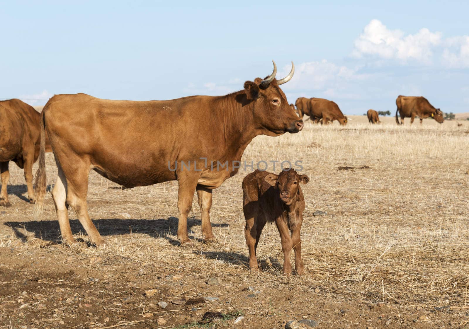 Cows in alentejo field by compuinfoto