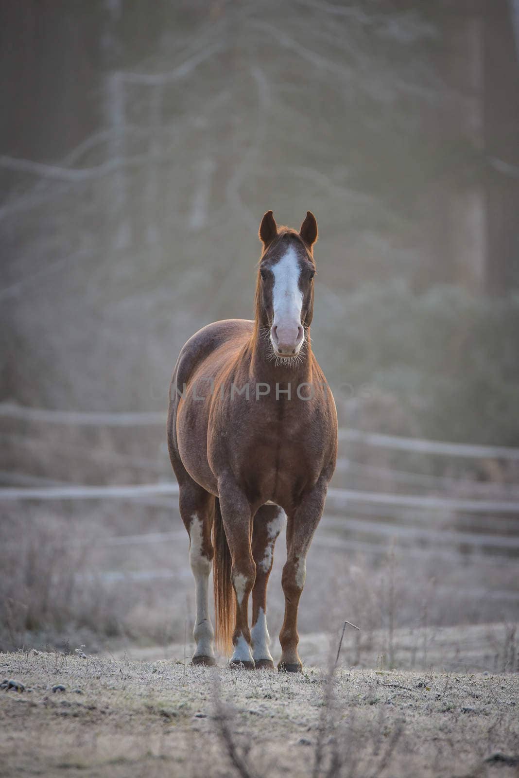 Lone stallion frosty November morning in a corral , grazing, relaxing and welcoming the early sunrise.