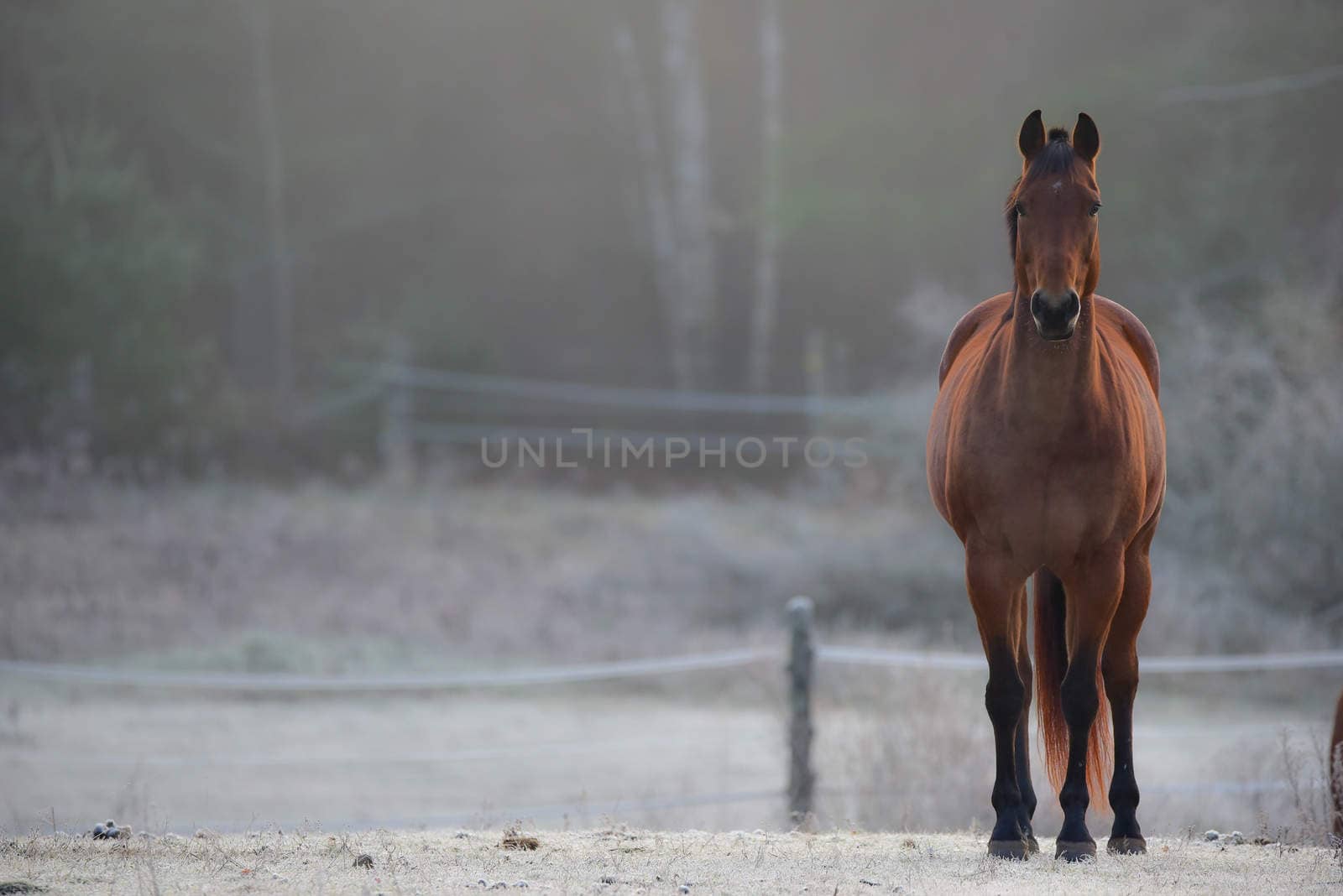 Lone stallion frosty November morning in a corral , grazing, relaxing and welcoming the early sunrise.