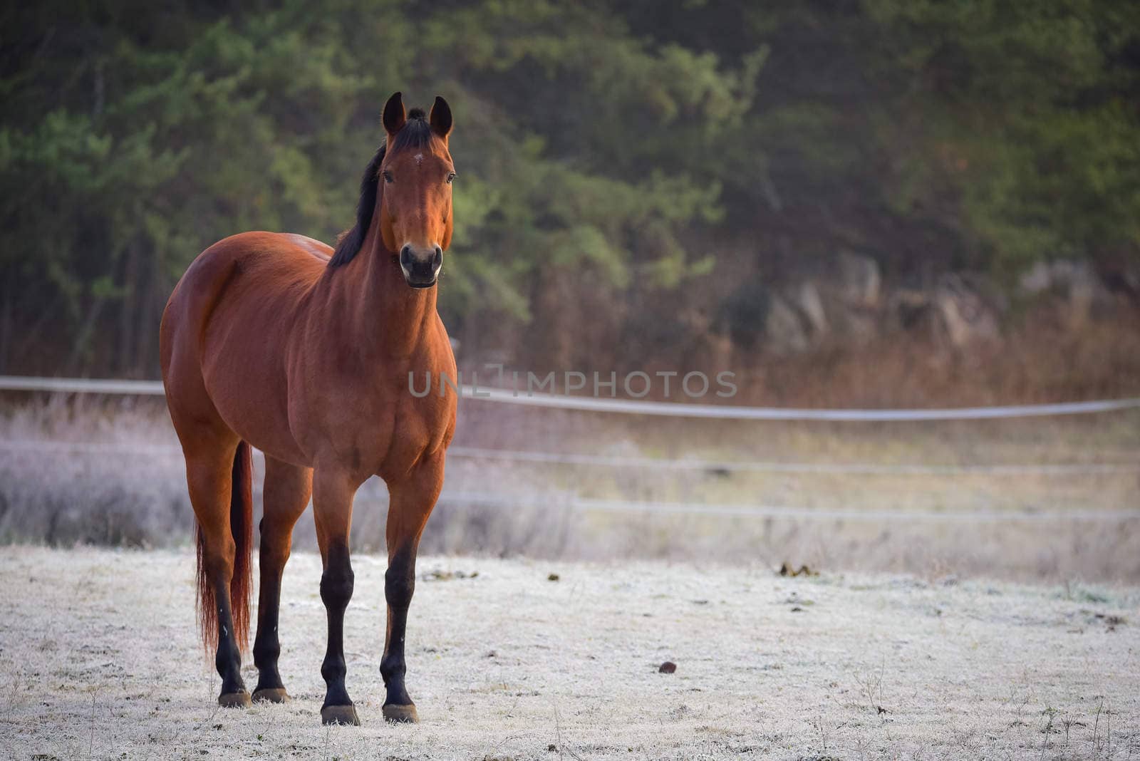 Lone stallion frosty November morning in a corral , grazing, relaxing and welcoming the early sunrise.