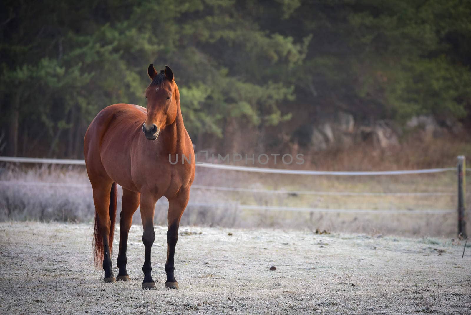 Lone stallion frosty November morning in a corral , grazing, relaxing and welcoming the early sunrise.