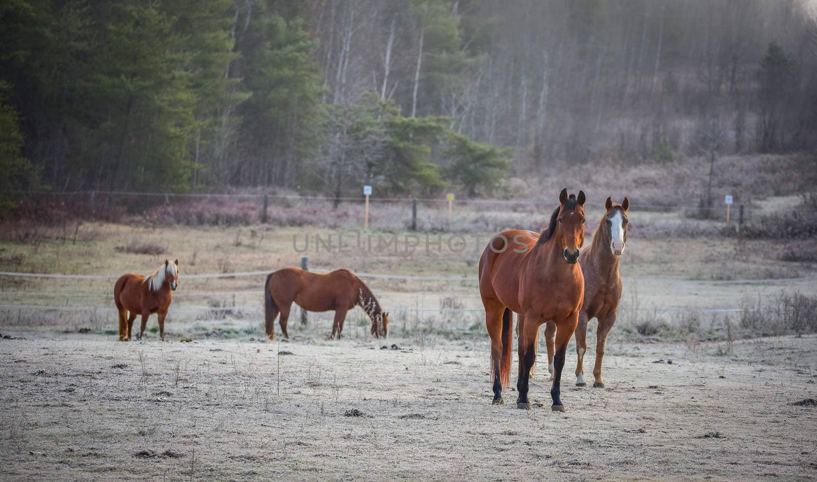 Four Horses - mares and stallions in their corral. by valleyboi63