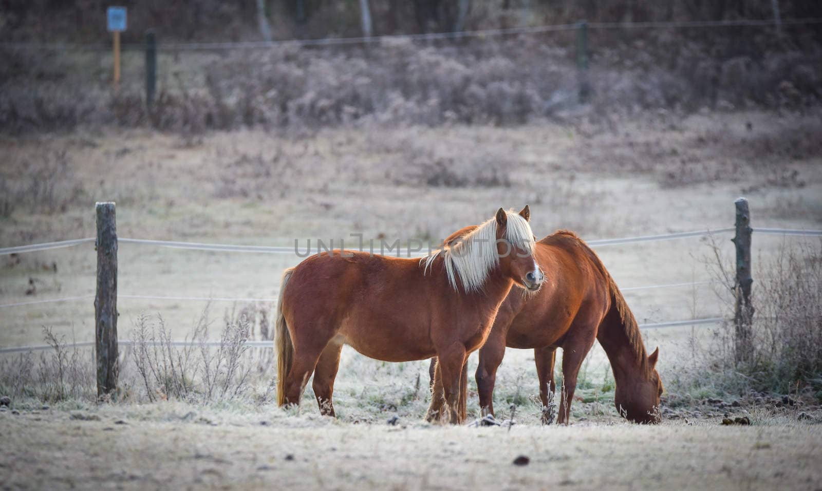 A pair of horses in their corral. by valleyboi63