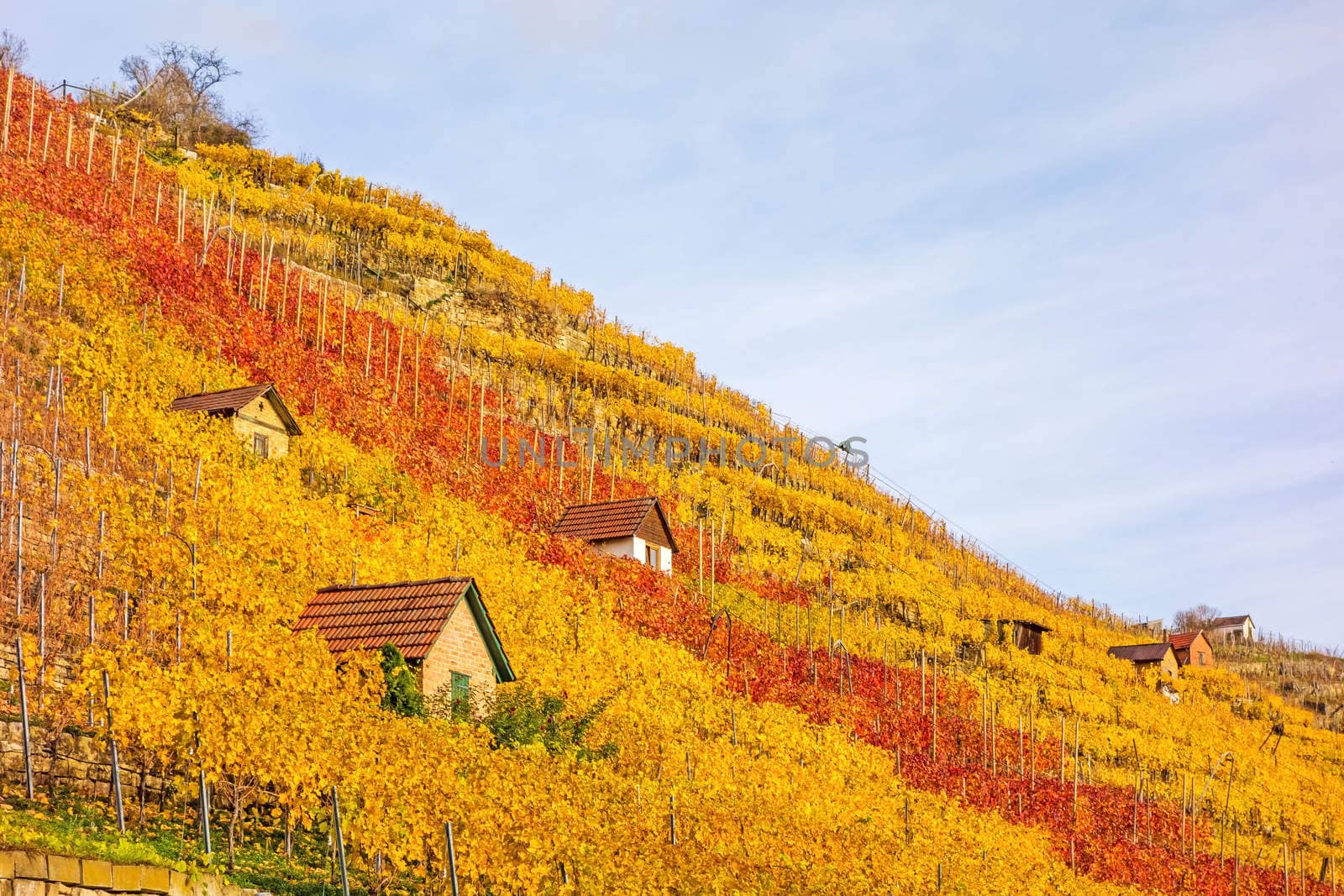 Vineyard in autumn - wine-growing cabins of vintners between grapevines at hillside with golden brown red yellow leaves