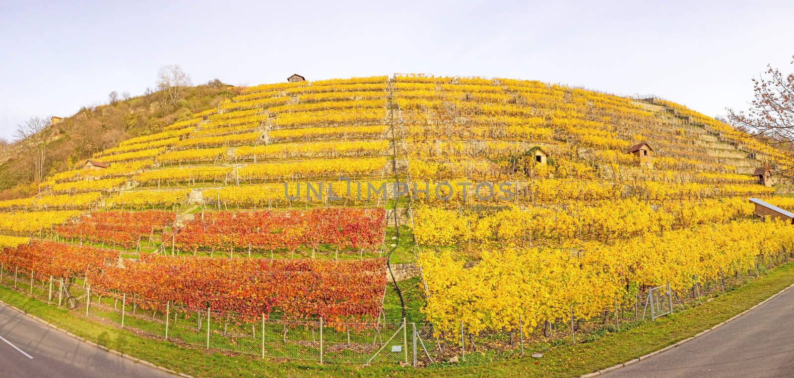 Vineyard panorama in autumn - grapevines at hillside with golden brown yellow leaves