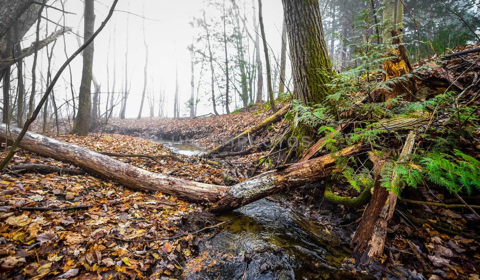 Stream of water running past a broken fallen tree by green shrub in an autum woods in heavy fog in Ontario Canada.
