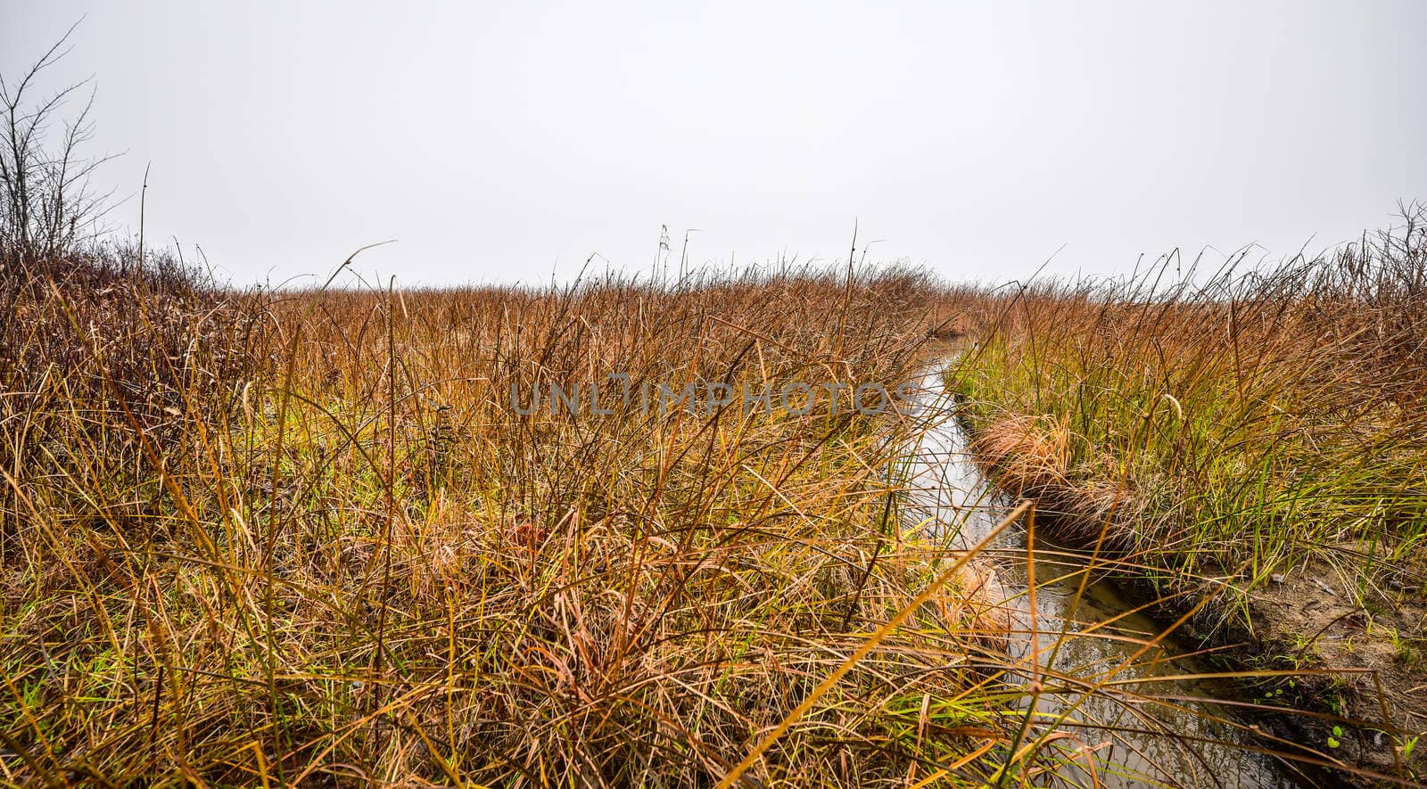 Watery grass to nowhere - thick fog on the Ottawa River. by valleyboi63