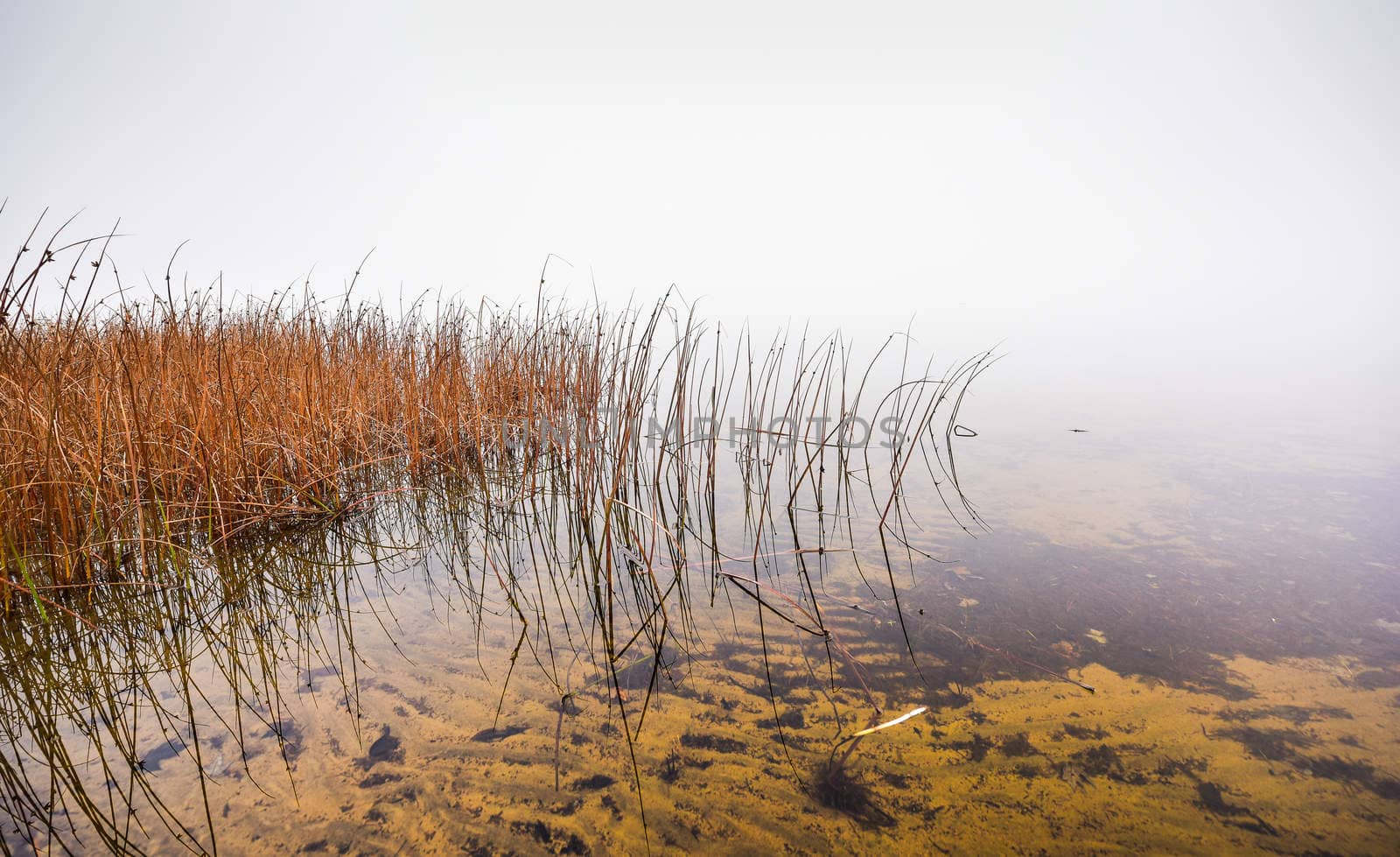 View from a grassy edge of Ottawa River into which a stream from the woods flows, but in turn, cannot be seen through the thick November morning fog.