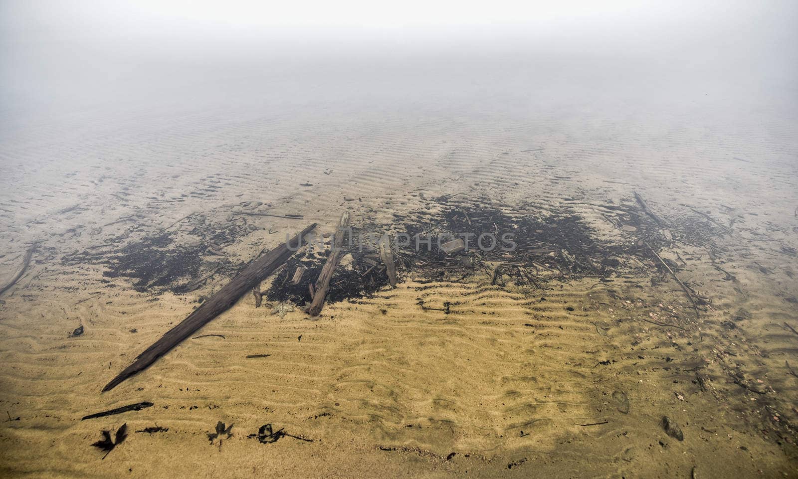 Old driftwood & leaf debris lie just beneath water surface along shoreline of an Ottawa River beach, early November fog.