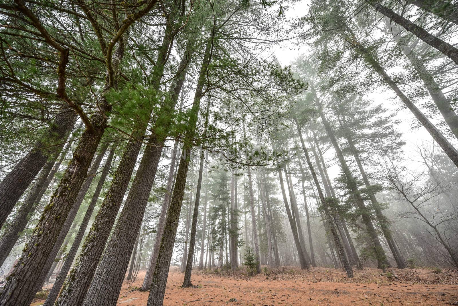 Coniferous forest of Spruce and Pines surrounded in fog in woods beside a beach - early autumn morning.