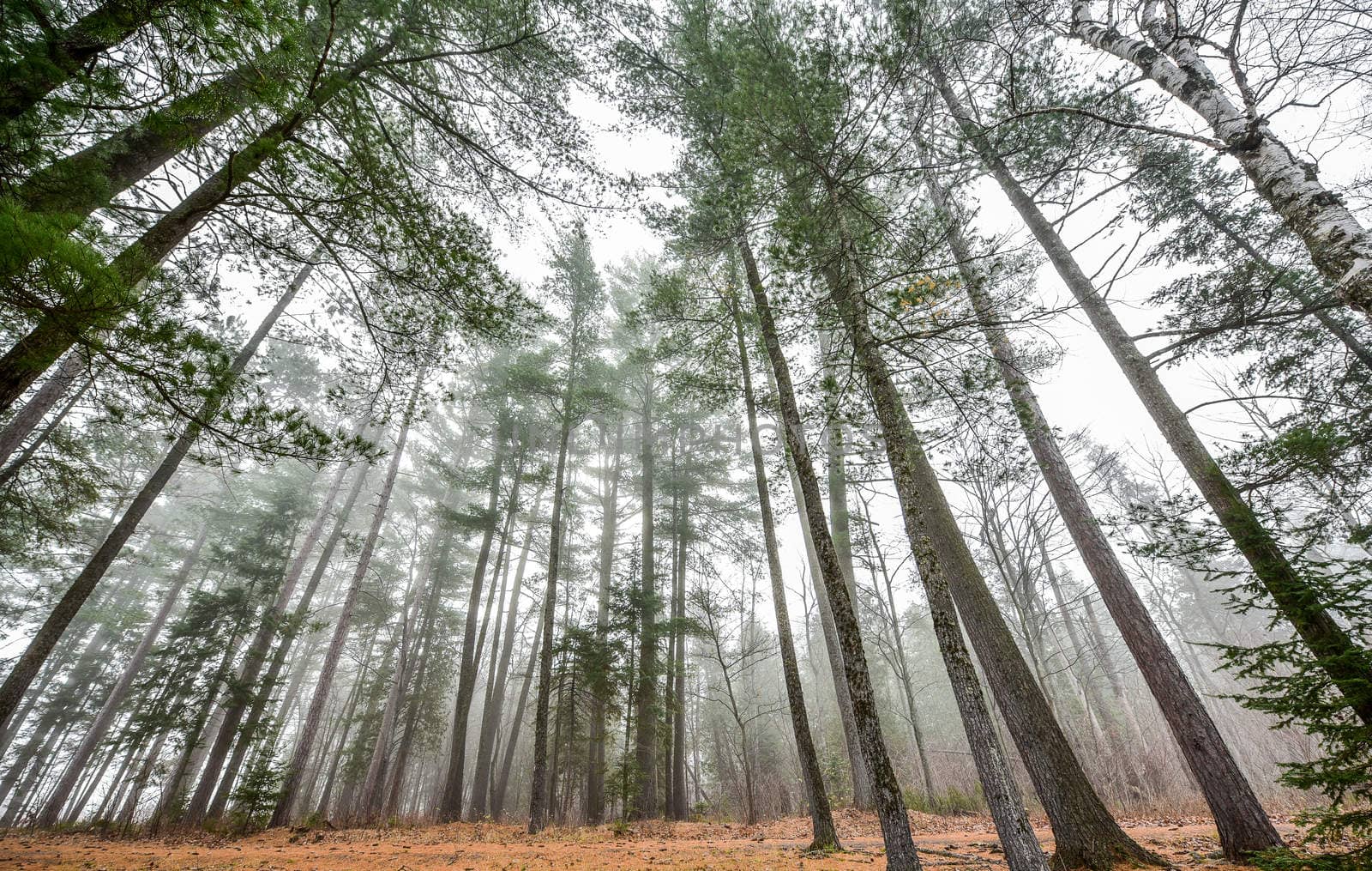 Coniferous forest of Spruce and Pines surrounded in fog in woods beside a beach - early autumn morning.