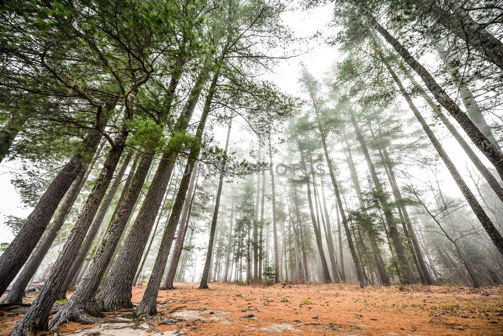 Coniferous forest of Spruce and Pines surrounded in fog in woods beside a beach - early autumn morning.