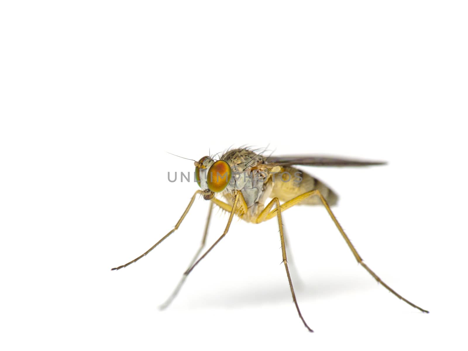 Long-legged fly-Neurigona quadrifasciata-macro shot