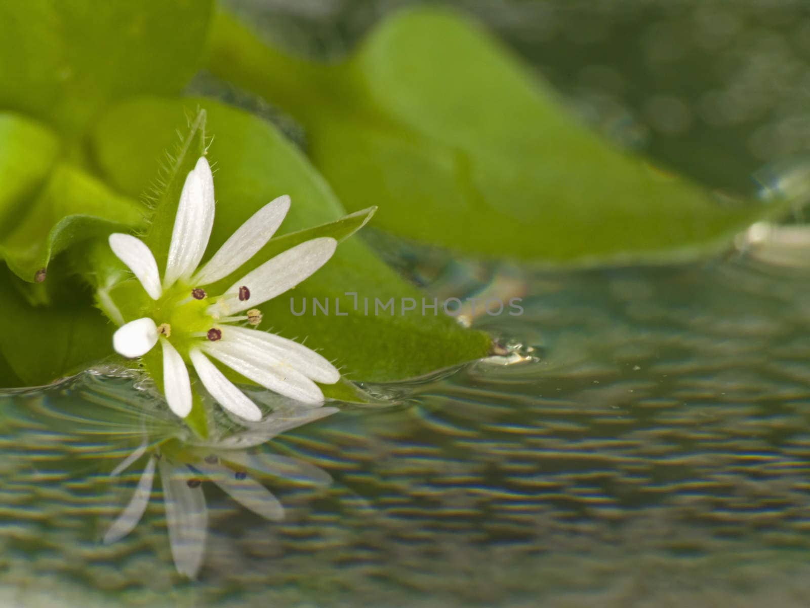 Flower in water by Kidza