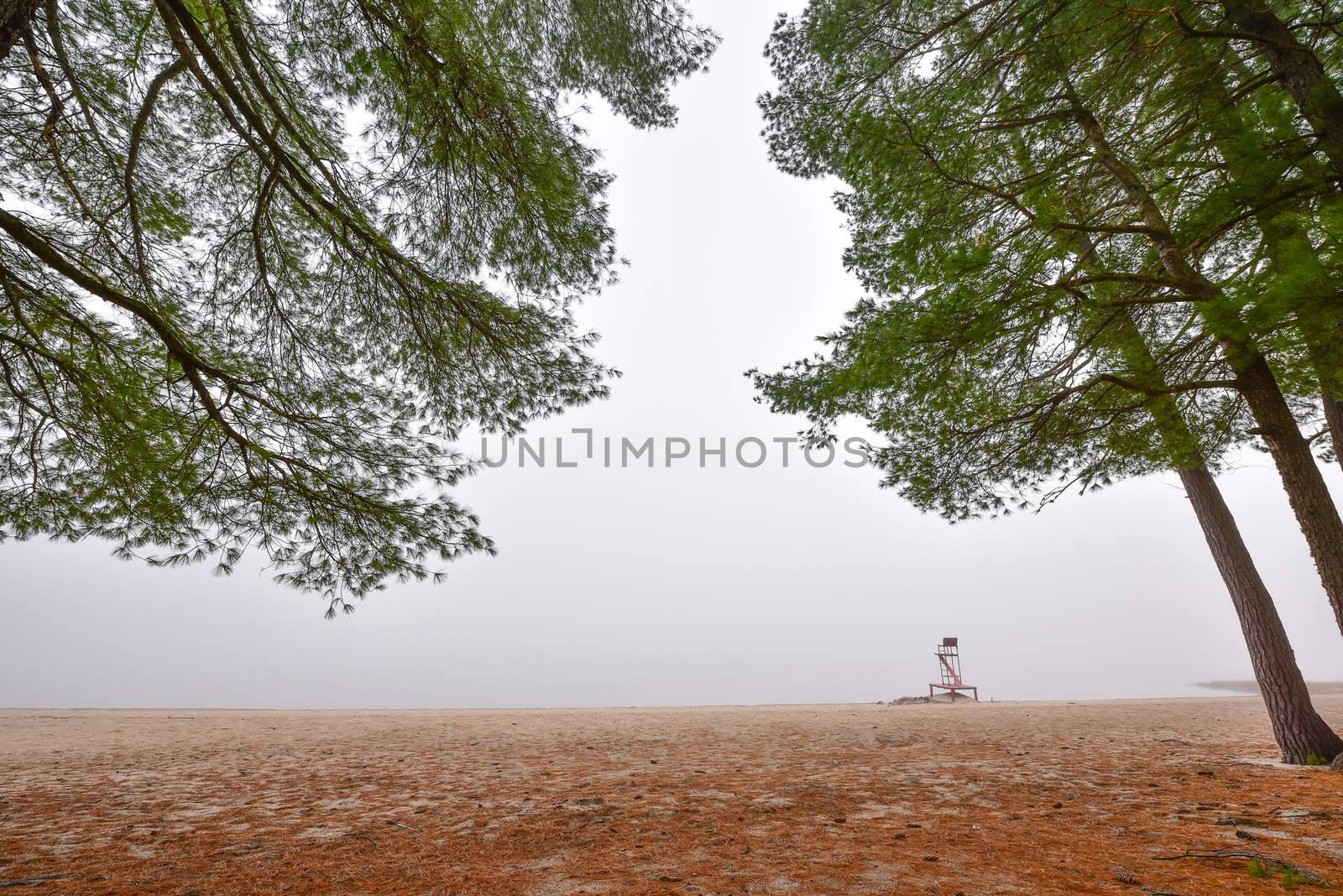 Coniferous forest of Spruce and Pines surrounded in fog in woods, beside a beach - early autumn morning.