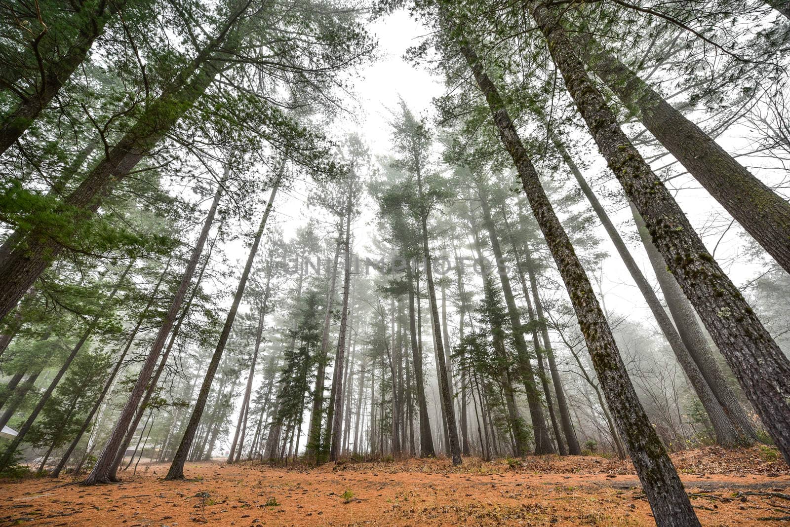 Coniferous forest of Spruce and Pines surrounded in fog in woods beside a beach - early autumn morning.