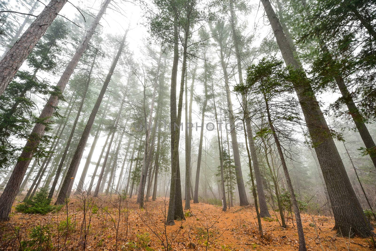 Tall pines and spruce - autumn November morning surrounded in fog. by valleyboi63