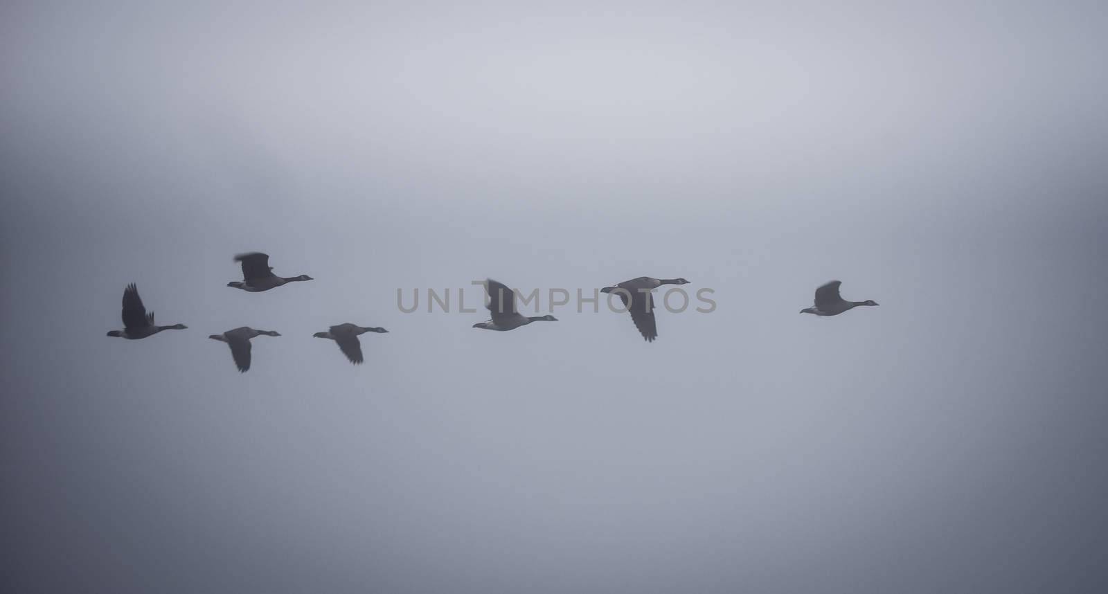 Canadian Geese in heavy fog. by valleyboi63