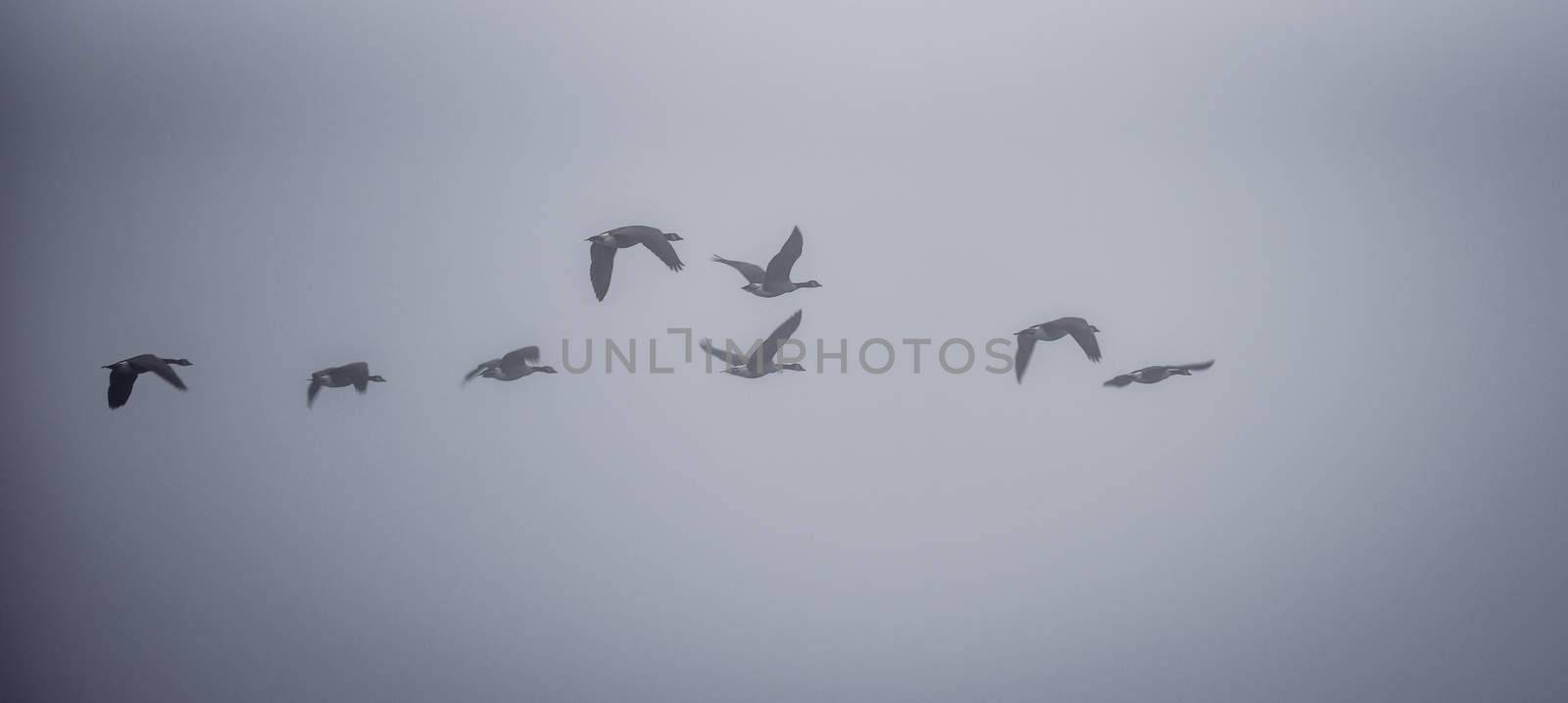 Canadian Geese in heavy fog. by valleyboi63