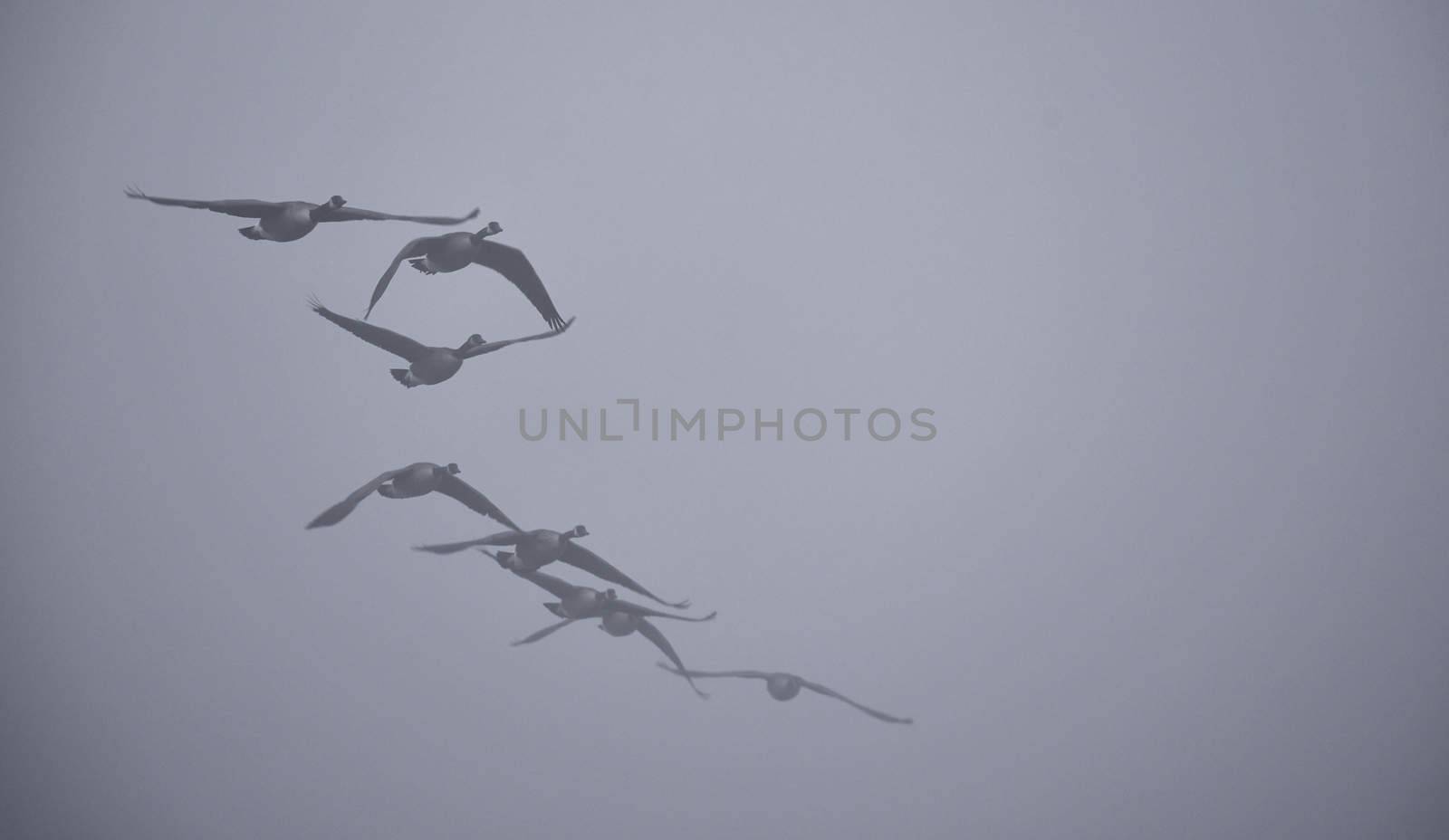 A gaggle of Canadian geese  navigating a heavy November fog and waters on their way south.