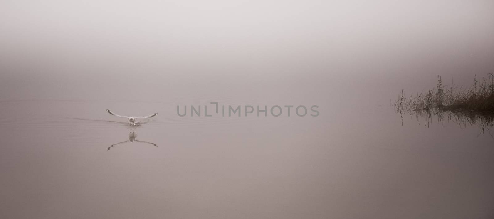 Seagull catches a crayfish in fog. by valleyboi63