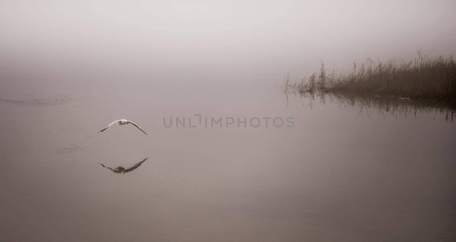 A seagull plucks a crayfish from the waters of Ottawa River, carries it to shore to eat.  Breakfast on the beach on a foggy November morning.