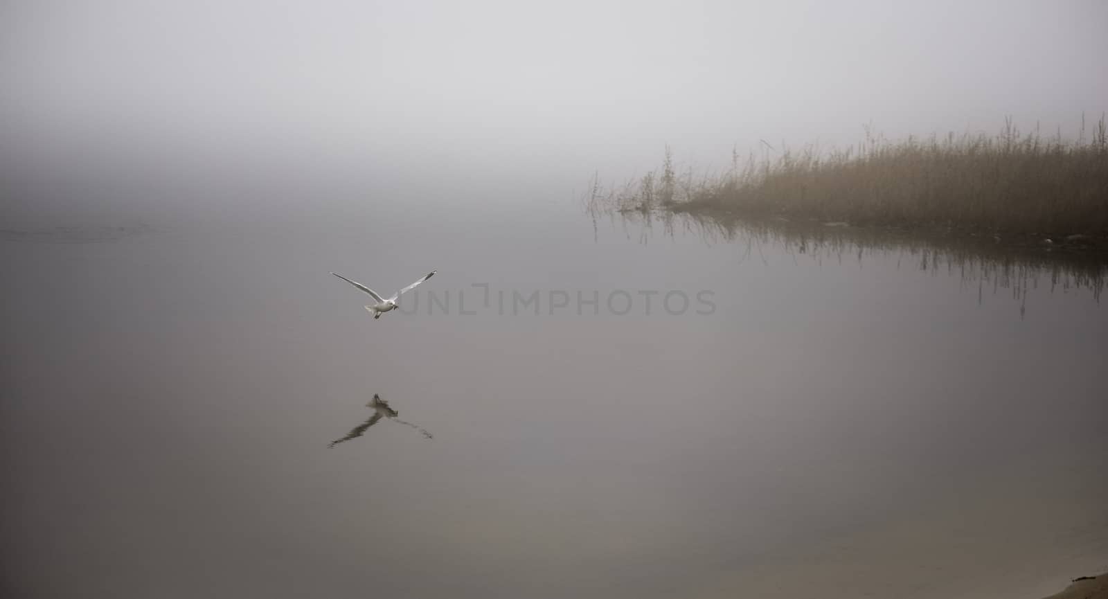 A seagull plucks a crayfish from the waters of Ottawa River, carries it to shore to eat.  Breakfast on the beach on a foggy November morning.