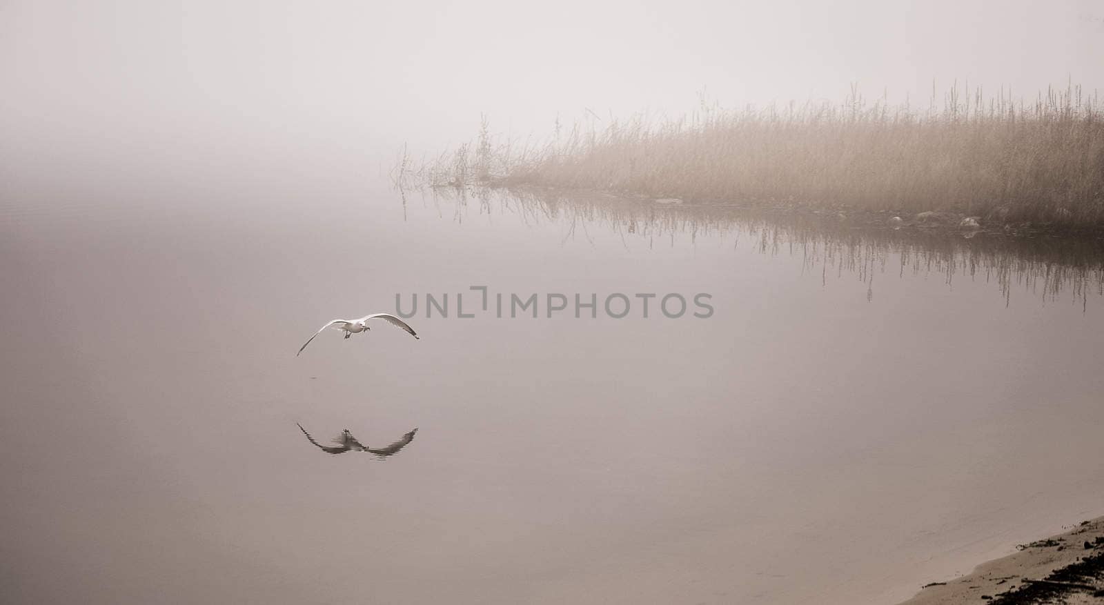 A seagull plucks a crayfish from the waters of Ottawa River, carries it to shore to eat.  Breakfast on the beach on a foggy November morning.