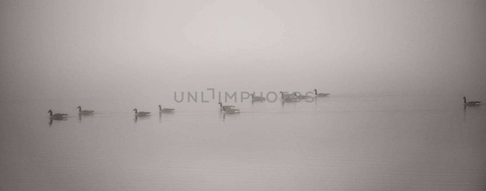 A gaggle of Canadian geese  navigating a heavy November fog and waters on their way south.